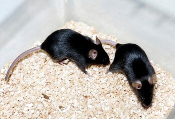 Las cámaras EMCCD y CCD