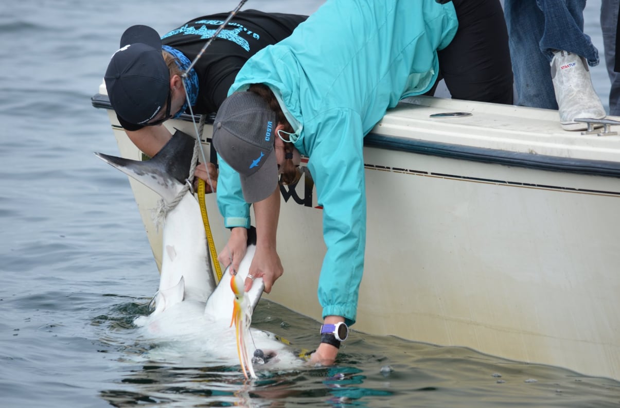 El equipo de Greg Metzger captura, analiza y libera tiburones en los Hamptons para estudiar su desarrollo. (SOFO Sharks)