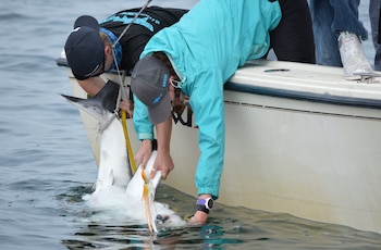 Dos personas desde una embarcación sujetan y miden a un tiburón en la superficie del agua