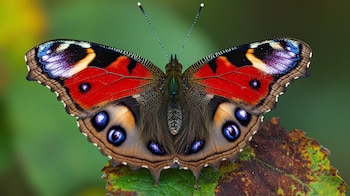 Mariposas en peligro: en algunos