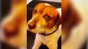 El perro se llamaba Caramelo