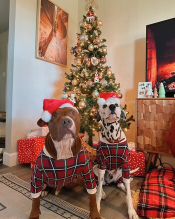 Cómo dos perros se convirtieron en los mejores cupidos de sus dueños (Facebook Baloo the Bully)