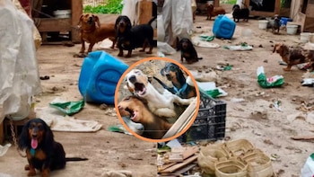 Rescataron a perros y gallos en condiciones deplorables en un presunto criadero ilegal de Antioquia: serían comercializados y usados en peleas