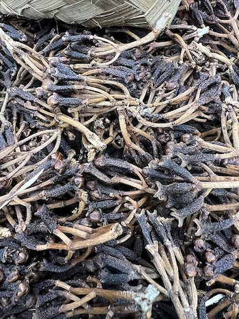 Esta especie ha sido utilizada