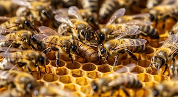 Una abeja reina y varias abejas obreras sobre un panal de miel con celdas hexagonales.