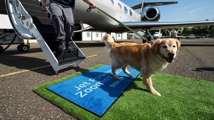 Una aerolínea lanzó vuelos aptos para perros: de qué se tratan