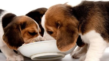 Dos cachorros beagle tricolor comen de un tazón blanco con alimento. Un tercer cachorro beagle es parcialmente visible en segundo plano