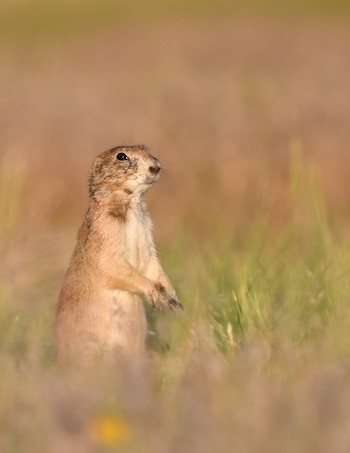 El fenómeno conocido como hipótesis