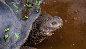 Día Mundial de las Tortugas Marinas - Tortugas Marinas – Archie Carr - Perú – noticias -16 junio