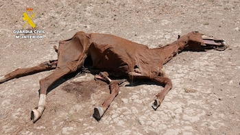 La Guardia Civil encuentra caballos