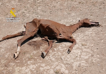 La Guardia Civil encuentra caballos