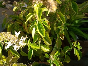 La hierba aromática posee muchos