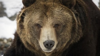 Dos militares de Estados Unidos resultan heridos tras ataque de oso en base de Alaska