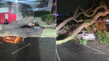 EN VIVO | Bloqueos en carreteras, accidentes y manifestaciones hoy 25 de agosto: reportan caída de árbol en alcaldía Benito Juárez
