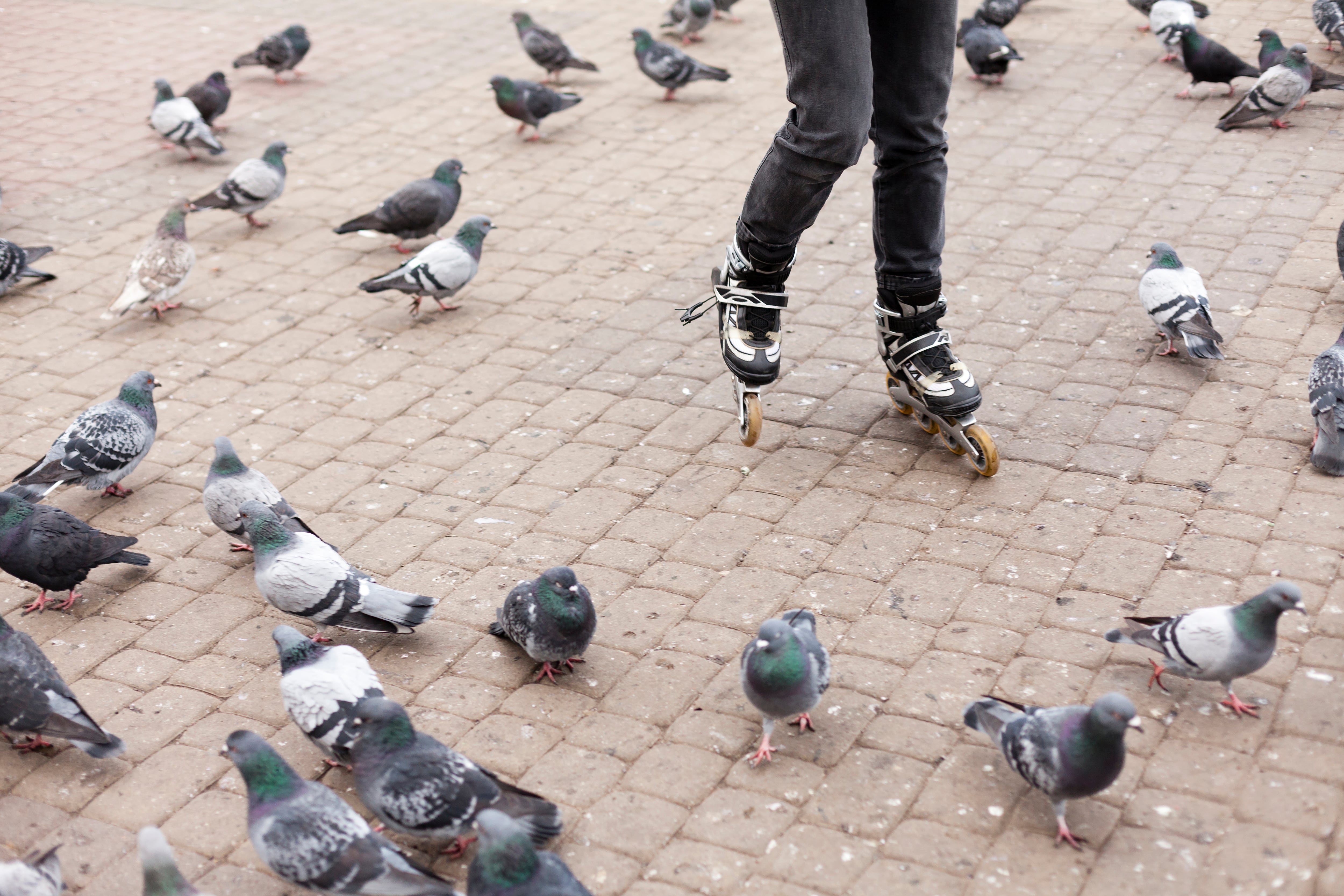 El sociólogo Colin Jerolmack detalló en su libro The Global Pigeon la transición de la paloma desde ave domesticada hasta molestia urbana (Freepik)