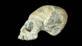 El fósil de Dolichocebus gaimanensis