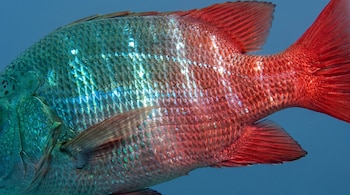 Cuerpo de pez camaleón (Hoplopagrus guntheri) con escamas que cambian de color azul verdoso a rojo, aletas rojas y fondo acuático azul.