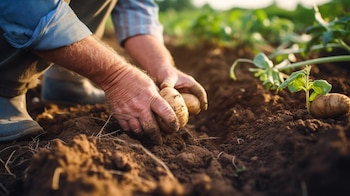 Imagen de manos extrayendo papas frescas de la tierra en un huerto orgánico. Este acto de cosecha promueve la conexión con la naturaleza y la alimentación saludable. (Imagen ilustrativa Infobae)