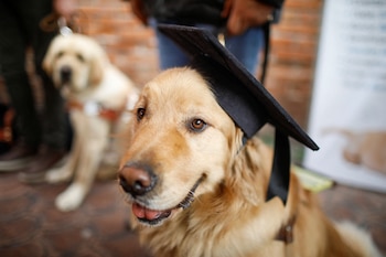 El feliz graduado Homero, asistirá