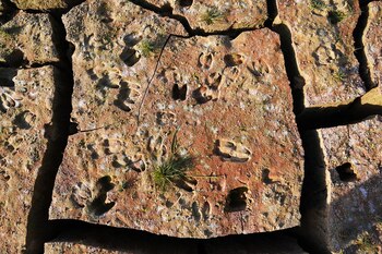 Imagen YPCVKE7VBNDUNLRT4DVU3DXMVQ