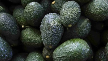 Desde 2022 a la fecha, en tres ocasiones el gobierno de EEUU frenó la importación de aguacate mexicano.
Crédito: Marco Ugarte / AP