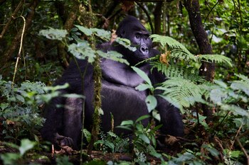 En Kahuzi Biega, uno de