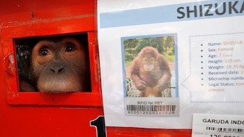 Tailandia envía a Indonesia tres