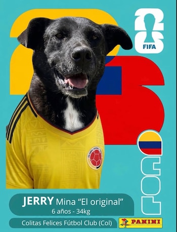La campaña transforma la pasión por el Mundial en oportunidades para perros sin hogar - crédito fundacioncolitasfelices / Instagram