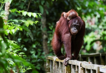La investigación destacó que varias plantas consumidas por orangutanes coinciden con usos medicinales de comunidades indígenas de la región (REUTERS)