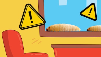 Precauciones para evitar la plaga