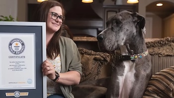 El perro estaba próximo a