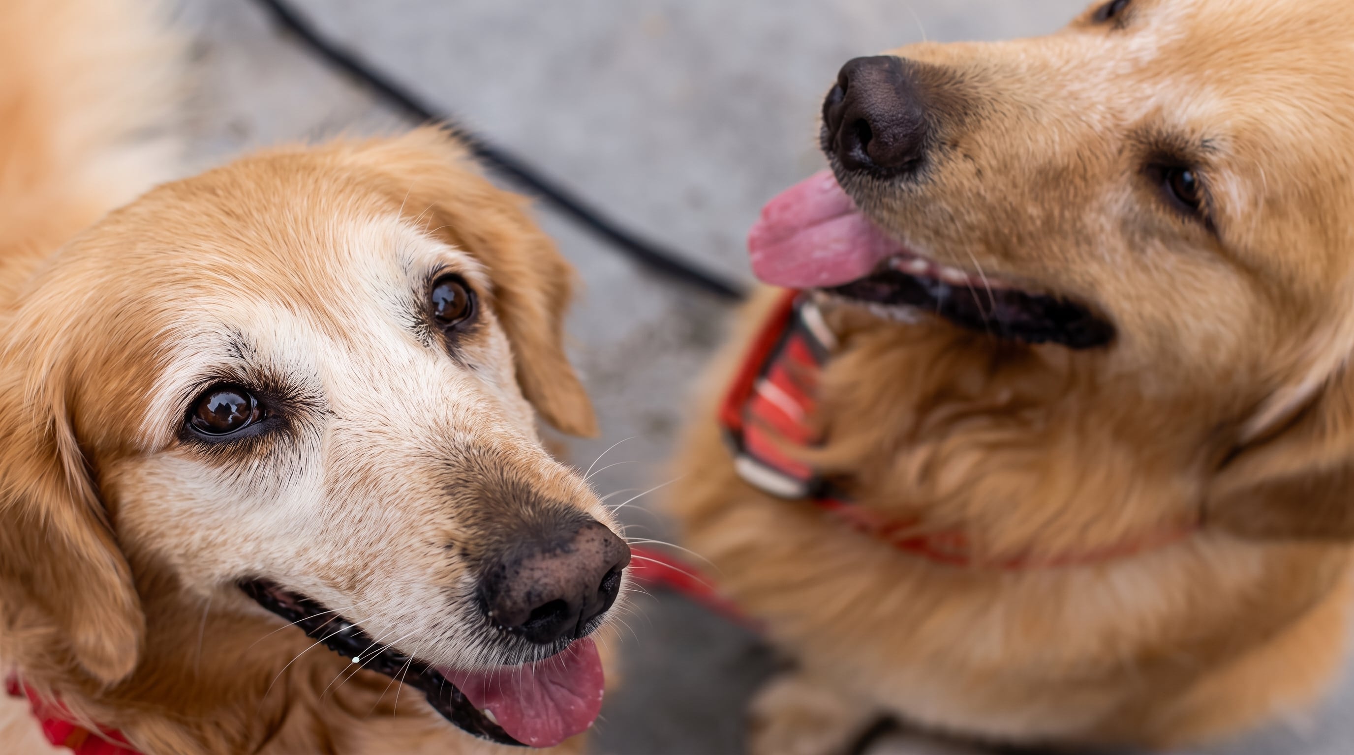 En 2025, el 48,3% de los hogares reportó gastos en crianza de animales domésticos, con alimentos y servicios veterinarios entre los principales rubros. (Crédito: Agencia Andina)