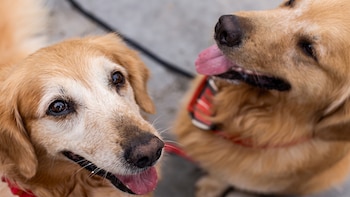 ¿Cuánto gastan los peruanos en sus mascotas al mes? INEI revela las cifras según nivel socioeconómico