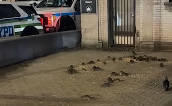 Un grupo de ratas sobre una acera nocturna cerca de una puerta con reja y patrullas de policía estacionadas