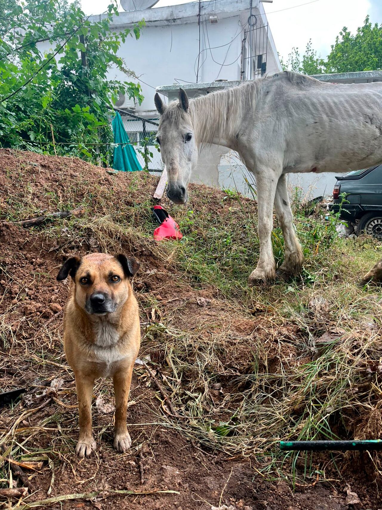 Inseparables (caballosrecc)