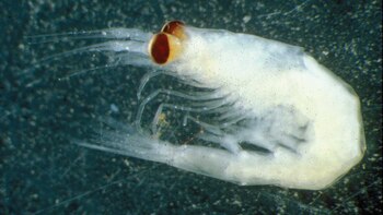 El ambiente marino antártico alberga,