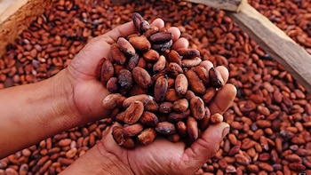 El cacao peruano busca expandirse al mundo: Promperú activa una nueva agenda internacional