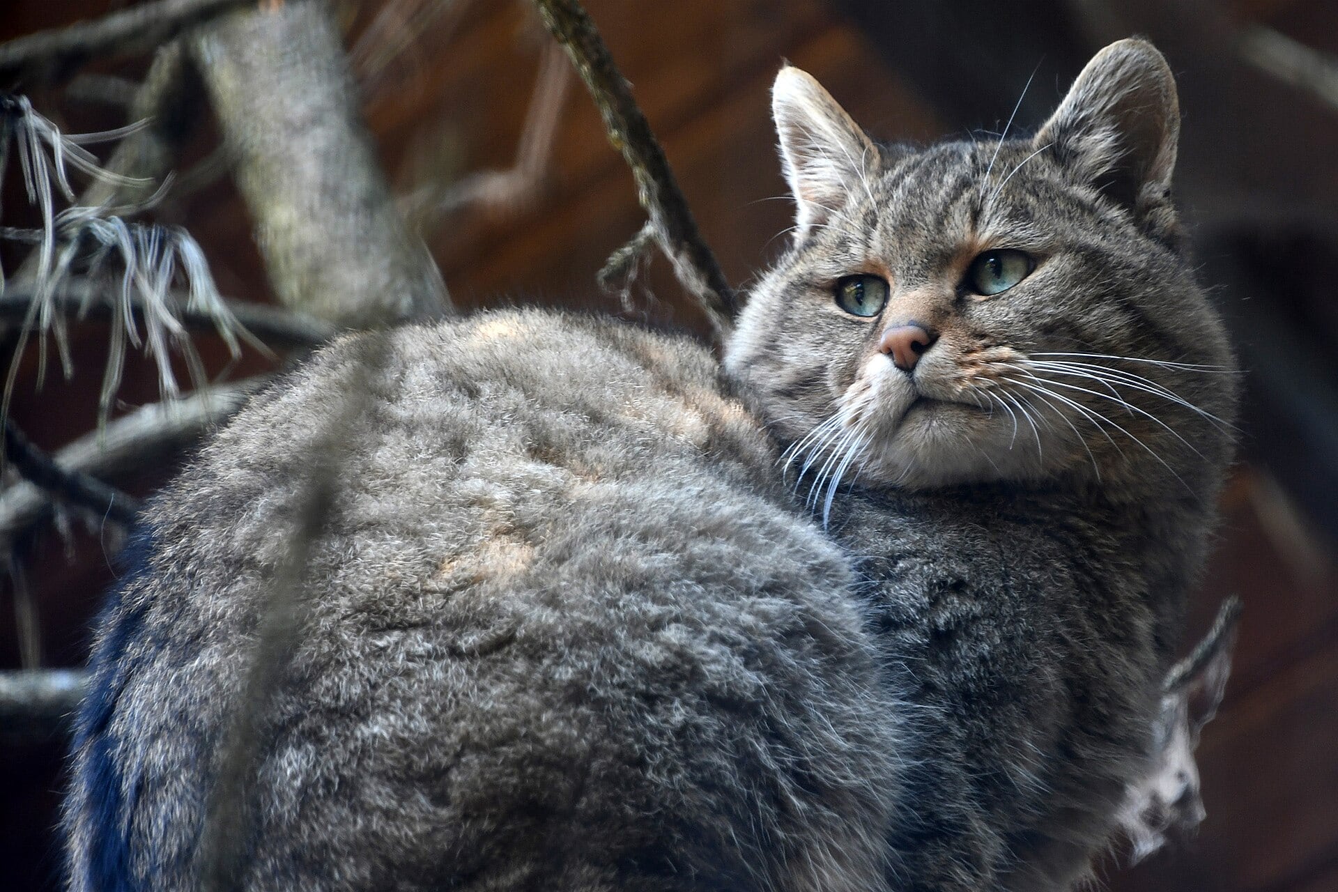Ejemplar de gato montés. (Pasztilla aka Attila Terbócs/Wikimedia Commons)
