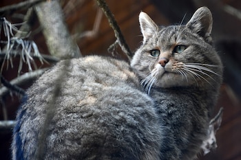 Ejemplar de gato montés. (Pasztilla aka Attila Terbócs/Wikimedia Commons)
