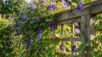 Flores moradas y hojas verdes trepan por una cerca y enrejado de madera desgastada con luz solar.