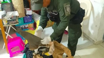 La pérdida de estos ejemplares