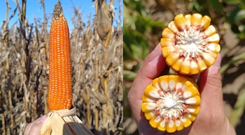 Izquierda: una mazorca de maíz completa, de color naranja intenso, sostenida por una mano. Está todavía en un lote con plantas de maíz secas y amarillentas, lo que transmite una escena de cosecha o madurez avanzada. Derecha: dos mazorcas cortadas transversalmente y sostenidas con una mano. Se distinguen claramente los granos amarillos y blancos, dispuestos alrededor del marlo, con algunas zonas rojizas en la base. El fondo de ambas imágenes corresponde a un cultivo de maíz a campo, aunque la fotografía de la derecha presenta una vegetación más verde.