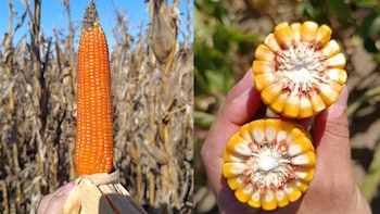 Maíz récord, pero con la cosecha más atrasada de la historia en La Pampa
