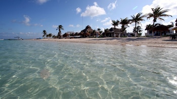 Manglares de Mahahual: tipos, beneficios y cómo podría protegerse este ecosistema
