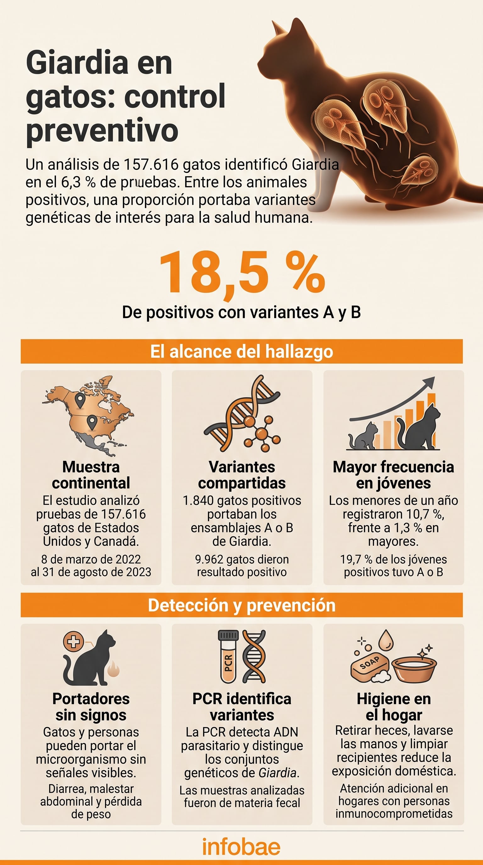 Una infografía detalla los resultados de un estudio sobre la prevalencia del parásito Giardia duodenalis en gatos de Estados Unidos y Canadá. (Imagen Ilustrativa Infobae)
