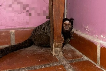 El operativo en Córdoba activó