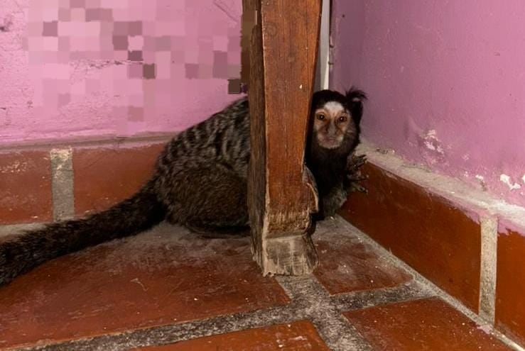 El operativo en Córdoba activó los protocolos previstos para animales silvestres fuera de su entorno y contó con el trabajo conjunto de varias divisiones policiales