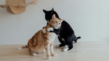 Las diferencias entre los gatos