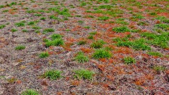 Fosfitos: una solución innovadora para