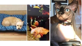 Mascotas extraviadas tras explosión en